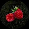 raspberryfarmer